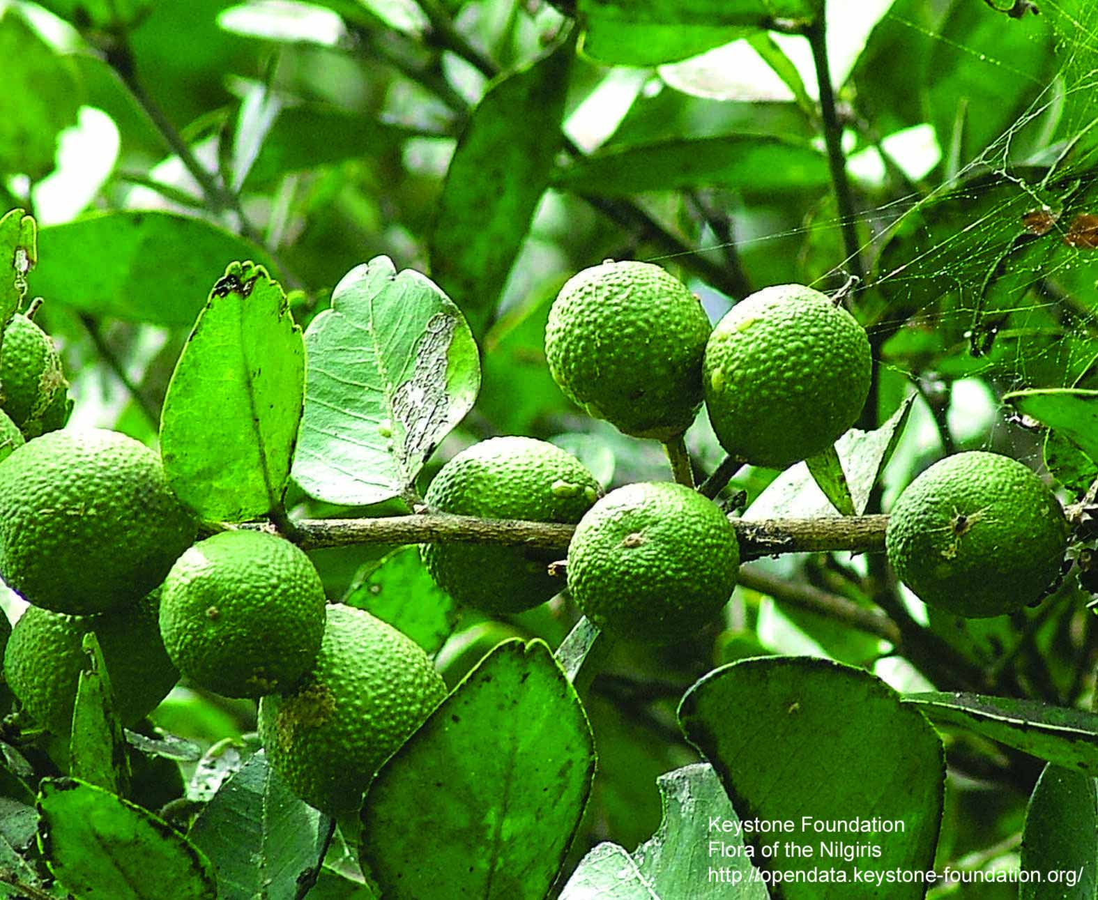              Fruit of  Atalantia monophylla  (© Keystone Foundation, Flora of the Nilgris)       